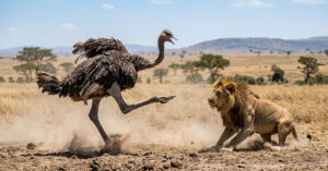 The Ostrich Kick